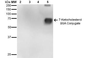 Western Blot analysis of 7-Ketocholesterol-BSA Conjugate showing detection of 67 kDa 7-Ketocholesterol-BSA using Mouse Anti-7-Ketocholesterol Monoclonal Antibody, Clone 7E1 . (7-Ketocholesterol (7-KC) anticorps (FITC))