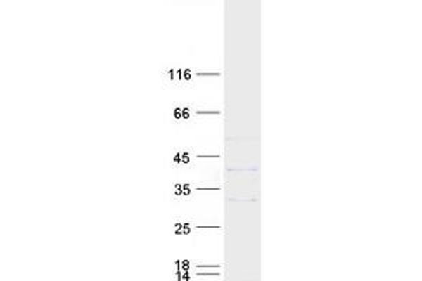 DNASEX Protein (Transcript Variant 4) (Myc-DYKDDDDK Tag)