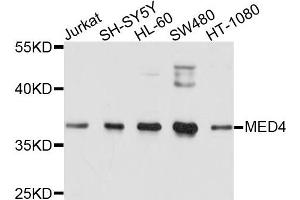 Western blot analysis of extracts of various cells, using MED4 antibody. (MED4 anticorps)