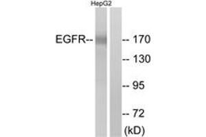 Western blot analysis of extracts from A431 cells, treated with EGF 200ng/ml 10', using EGFR (Ab-1110) Antibody. (EGFR anticorps  (AA 1077-1126))