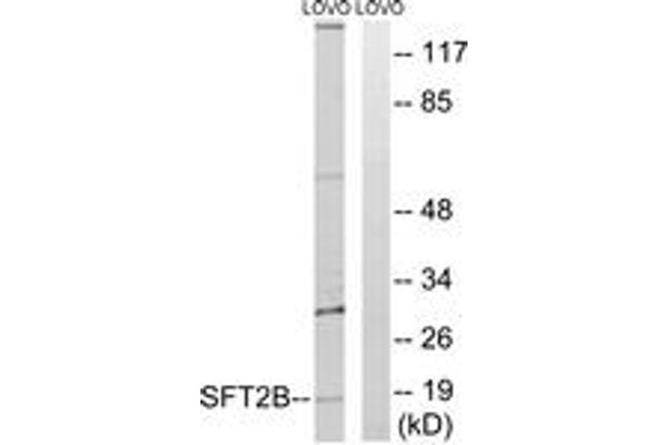 Vesicle Transport Protein SFT2B (SFT2B) (AA 61-110) anticorps