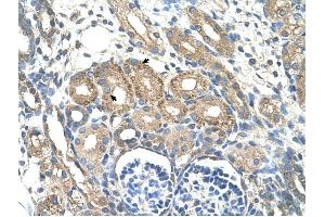 BSDC1 antibody was used for immunohistochemistry at a concentration of 4-8 ug/ml to stain Epithelial cells of renal tubule (arrows) in Human Kidney. (BSDC1 anticorps  (N-Term))