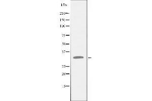 Western blot analysis of extracts from LOVO cells using APOL4 antibody. (Apolipoprotein L 4 anticorps)