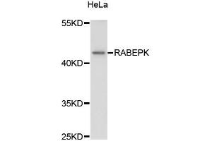 Western blot analysis of extracts of HeLa cells, using RABEPK antibody (ABIN5972462) at 1:3000 dilution. (RABEPK anticorps)