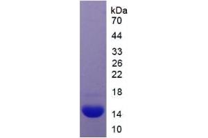 SDS-PAGE (SDS) image for Myostatin (MSTN) (AA 268-376) protein (His tag) (ABIN1099319) (MSTN Protein (AA 268-376) (His tag))