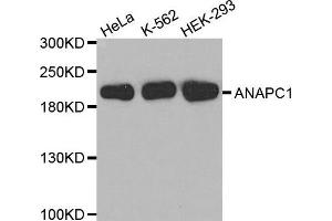 Western Blotting (WB) image for anti-Anaphase Promoting Complex Subunit 1 (ANAPC1) antibody (ABIN1870966) (APC1 anticorps)