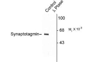 Western blots of rat cortex lysate showing specific immunolabeling of the ~60k - ~62k synaptotagmin phosphorylated at Thr202 (Control). (SYT1 anticorps  (pThr202))