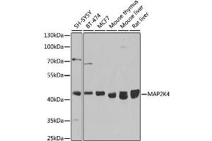 Western blot analysis of extracts of various cell lines, using MK4 antibody (ABIN7268641) at 1:1000 dilution. (MAP2K4 anticorps  (AA 300-399))