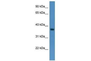 BSG antibody used at 0. (CD147 anticorps  (N-Term))