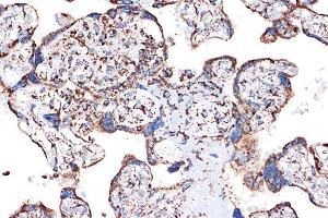 Immunohistochemistry of paraffin-embedded human placenta using HSPE1/HSP10/HSPE1/HSP10/CPN10 Rabbit mAb (ABIN7267567) at dilution of 1:100 (40x lens). (HSPE1 anticorps)
