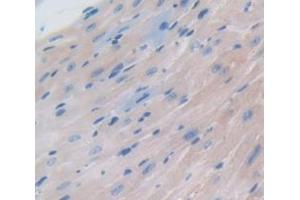 IHC-P analysis of Mouse Tissue, with DAB staining. (NPPA anticorps  (AA 25-152))