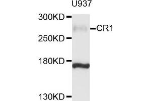 Western blot analysis of extracts of U937 cells, using CR1 antibody. (CD35 anticorps)