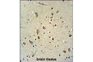 ATPGD1 antibody immunohistochemistry analysis in formalin fixed and paraffin embedded human brain tissue followed by peroxidase conjugation of the secondary antibody and DAB staining. (CARNS1 anticorps  (N-Term))