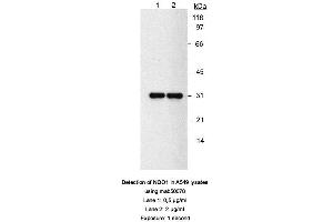 Image no. 2 for anti-NAD(P)H Dehydrogenase, Quinone 1 (NQO1) antibody (ABIN363232) (NQO1 anticorps)
