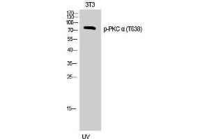 Western Blotting (WB) image for anti-Protein Kinase C, alpha (PKCa) (pThr638) antibody (ABIN3182587) (PKC alpha anticorps  (pThr638))
