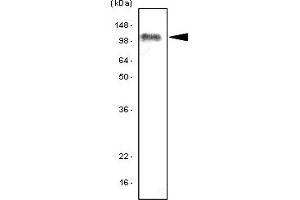 Western Blotting (WB) image for anti-Toll-Like Receptor 7 (TLR7) (AA 451-500) antibody (ABIN377249) (TLR7 anticorps  (AA 451-500))