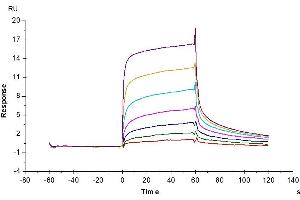 Surface Plasmon Resonance (SPR) image for IgG receptor FcRn (FcRn) (AA 24-297) protein (His tag) (ABIN7274675)