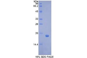 SDS-PAGE analysis of Pig GCSF Protein. (G-CSF Protéine)