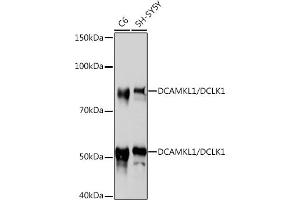 Western blot analysis of extracts of various cell lines, using DC/DCLK1 Rabbit mAb (ABIN1678754, ABIN3018869, ABIN3018870 and ABIN7101679) at 1:1000 dilution. (DCLK1 anticorps)