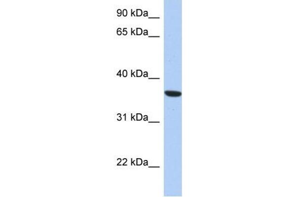 PSTK anticorps  (Middle Region)