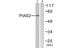 Western blot analysis of extracts from COS7 cells, using PIAS2 antibody. (PIAS2 anticorps  (N-Term))