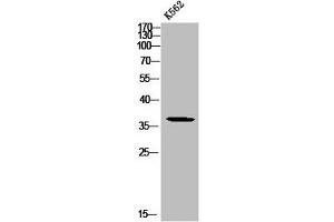 Western blot analysis of K562 using p-Mcl-1 (S159) antibody. (MCL-1 anticorps  (pSer159))