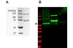 Coommassie-stained SDS-PAGE of GST-SAE1 recombinant protein (Panel A) and western blotting (Panel B) of HeLa WC lysate (lane 1) and purified recombinant GST-SAE1 (lane 2) are presented to show specificity of  purified anti-SUMO Activating Enzyme (SAE1) antibody. (SUMO Activating Enzyme E1 anticorps)