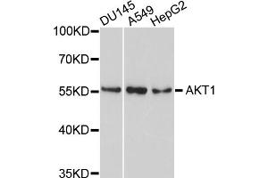 Western blot analysis of extracts of various cell lines, using AKT1 antibody (ABIN4902872) at 1:1000 dilution. (AKT1 anticorps)
