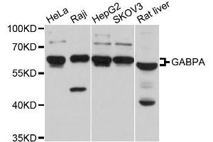 Western blot analysis of extracts of various cell lines, using GABPA antibody (ABIN5997764) at 1/1000 dilution. (GABPA anticorps)