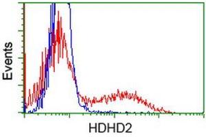 HEK293T cells transfected with either RC205967 overexpress plasmid (Red) or empty vector control plasmid (Blue) were immunostained by anti-HDHD2 antibody (ABIN2454525), and then analyzed by flow cytometry. (HDHD2 anticorps)