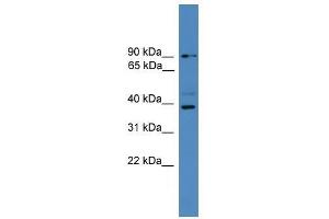 ZRANB1 antibody used at 0. (ZRANB1 anticorps  (C-Term))