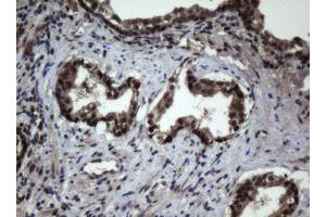Image no. 1 for anti-Jun Proto-Oncogene (JUN) antibody (ABIN1498936) (C-JUN anticorps)