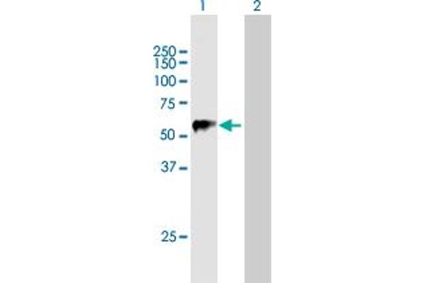 TRIM22 anticorps  (AA 1-498)