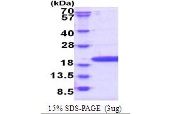 POP7 Protein (AA 1-140) (His tag)