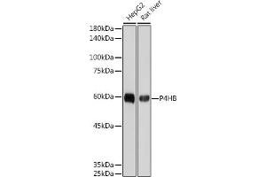 Western blot analysis of extracts of various cell lines, using P4HB antibody (ABIN7269560) at 1:1000 dilution. (P4HB anticorps)