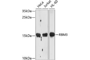 Western blot analysis of extracts of various cell lines, using RBM3 antibody  at 1:1000 dilution. (RBM3 anticorps  (AA 1-157))