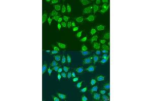 Immunofluorescence analysis of U2OS cells using L2HGDH antibody (ABIN7268160) at dilution of 1:100. (L2HGDH anticorps  (AA 1-220))