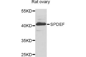 Western blot analysis of extracts of rat ovary, using SPDEF antibody (ABIN5975055) at 1/1000 dilution. (SPDEF/PSE anticorps)