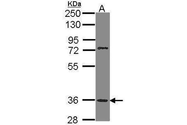 TAAR5 anticorps  (C-Term)