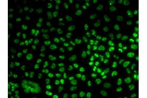 Immunofluorescence analysis of U20S cell using BUB3 antibody. (BUB3 anticorps)