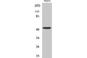 Western Blot analysis of COLO205 cells using TGFβ RI Polyclonal Antibody diluted at 1:500. (TGFBR1 anticorps)