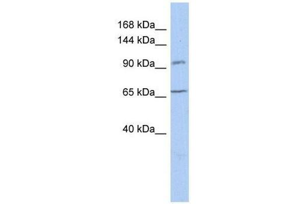 COG5 anticorps  (N-Term)