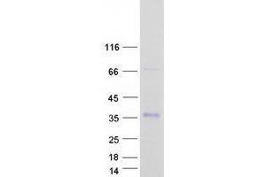 Validation with Western Blot (IGFBP7 Protein (Myc-DYKDDDDK Tag))