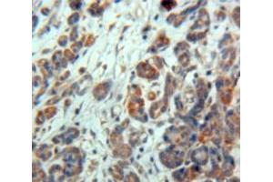 IHC-P analysis of Pancreas tissue, with DAB staining. (CXCL14 anticorps  (AA 35-111))