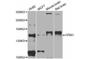 Western blot analysis of extracts of various cell lines, using GRM1 antibody (ABIN5997848) at 1/1000 dilution. (Metabotropic Glutamate Receptor 1 anticorps)