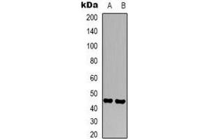 Western blot analysis of CD16 expression in Jurkat (A), K562 (B) whole cell lysates. (CD16 anticorps)