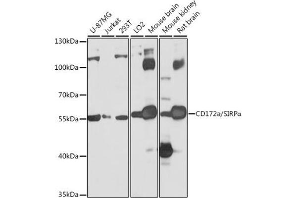 SIRPA anticorps  (AA 395-504)