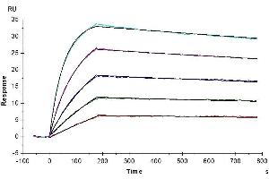 Surface Plasmon Resonance (SPR) image for Interleukin 10 (IL10) (AA 19-178) protein (ABIN7274884)