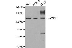 Western blot analysis of extracts of various cell lines, using LAMP2 antibody. (LAMP2 anticorps  (AA 30-300))