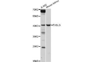 Western blot analysis of extracts of various cell lines, using FASLG antibody (ABIN5970064) at 1/1000 dilution. (FASL anticorps)
